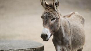 El burro ten&iacute;a la rabia