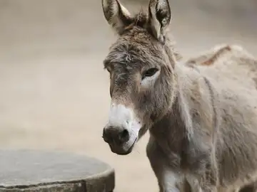 Un burro Un burro