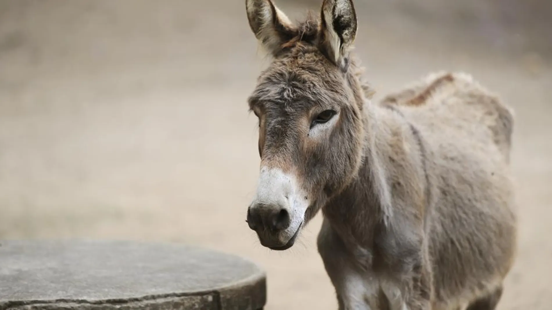 Un burro Un burro