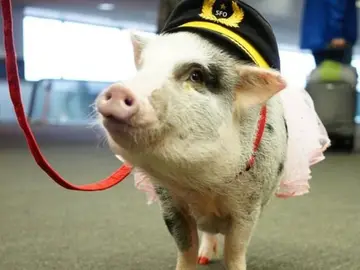 La cerdita LiLou, que ayuda a los pasajeros del aeropuerto de San Francisco La cerdita LiLou, que ayuda a los pasajeros del aeropuerto de San Francisco