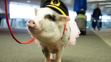 LiLou, la primera cerdita que forma parte del programa de Terapia Asistida con Animales en el aeropuerto de San Francisco