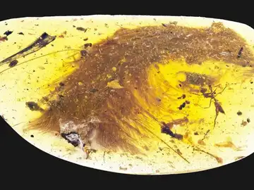Una cola de dinosaurio y dos hormigas conservadas en ámbar Una cola de dinosaurio y dos hormigas conservadas en ámbar