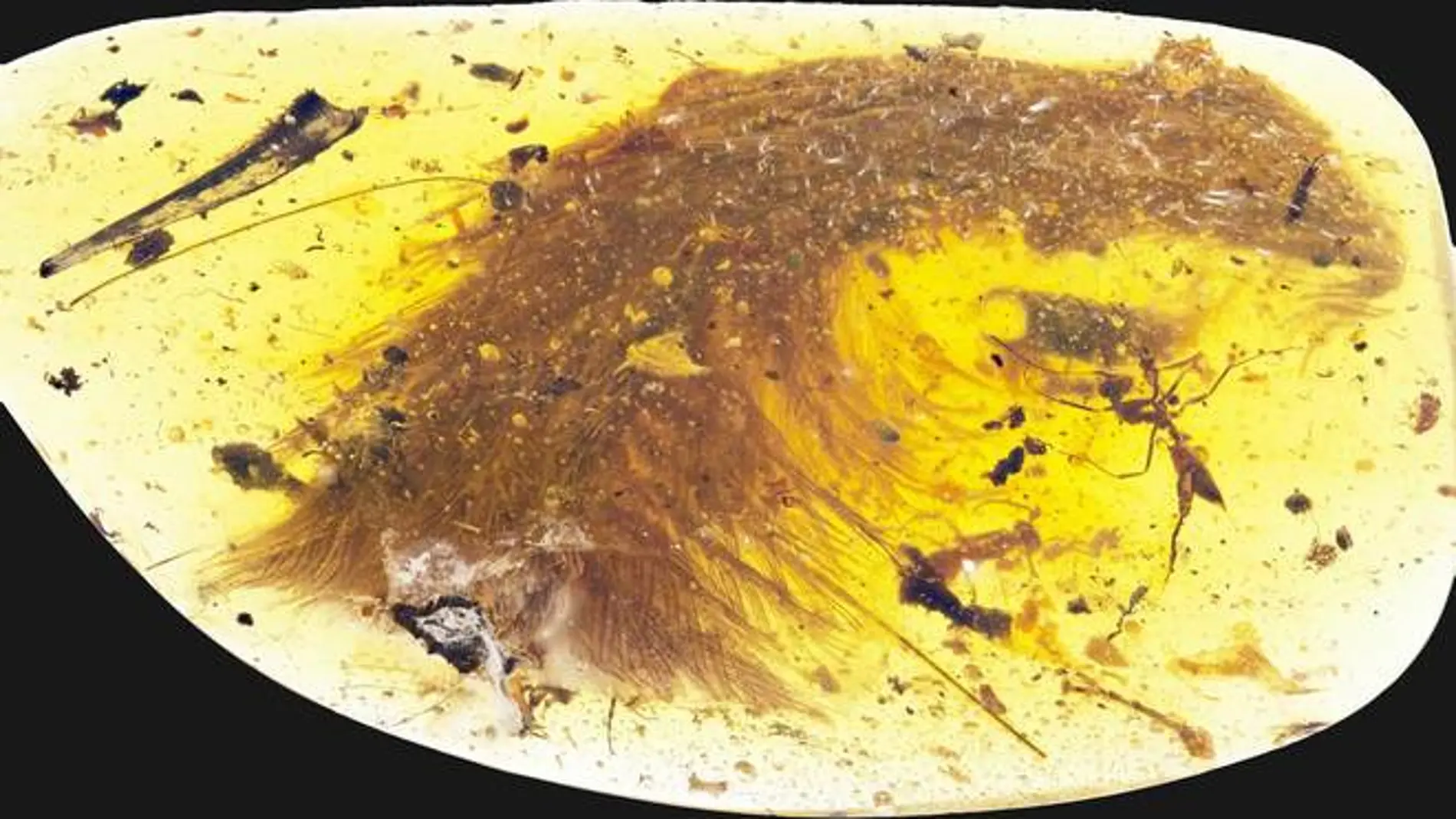Una cola de dinosaurio y dos hormigas conservadas en ámbar Una cola de dinosaurio y dos hormigas conservadas en ámbar