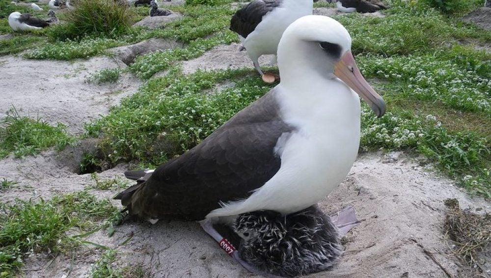 Albatros 'Wisdom'