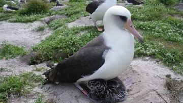 Albatros 'Wisdom'