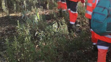 Efectivos de la Cruz Roja y familiares de Manuela Chavero realizan una nueva batida en Monesterio buscando alguna pista