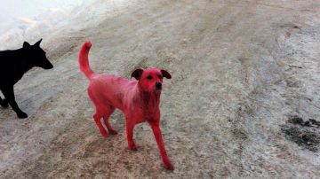 El tinte rosa provocó vómitos al perro