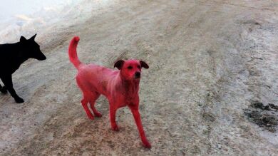 La policía trata de localizar a un grupo de personas que tiñó de rosa la piel de un perro