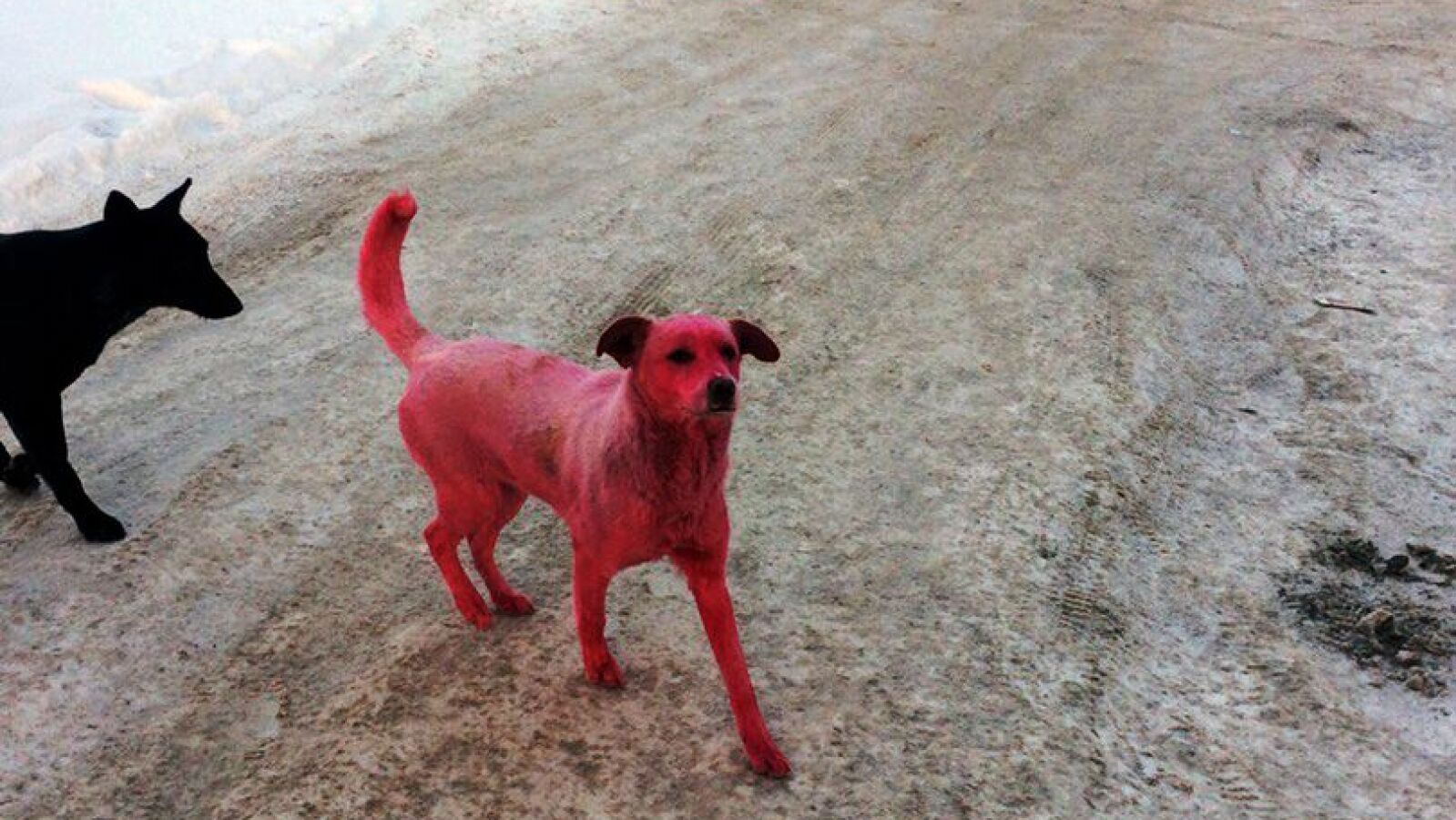 La policía trata de localizar a un grupo de personas que tiñó de rosa la piel de un perro