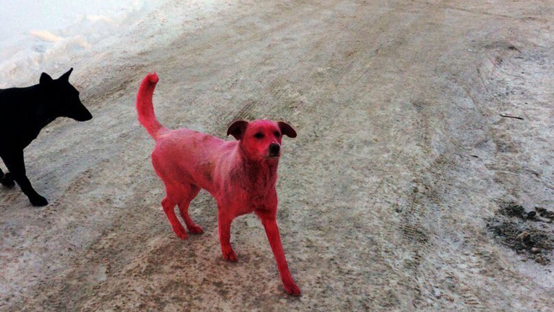 El tinte rosa provoc&oacute; v&oacute;mitos al perro