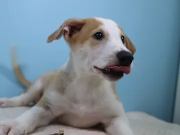 Perro Perro