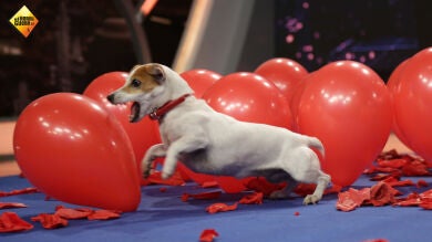 Twinkie, el perro que logra explotar 100 globos en menos de un minuto