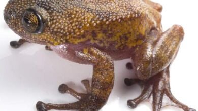 Más de 160 nuevas especies han sido descubiertas en la región del Mekong