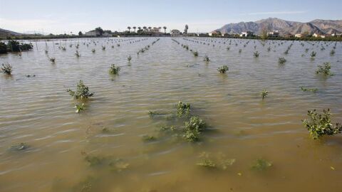 Una huerta inundada en Orihuela