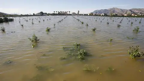 Una huerta inundada en Orihuela Una huerta inundada en Orihuela