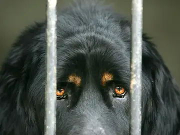 Un perro detrás de unos barrotes Un perro detrás de unos barrotes
