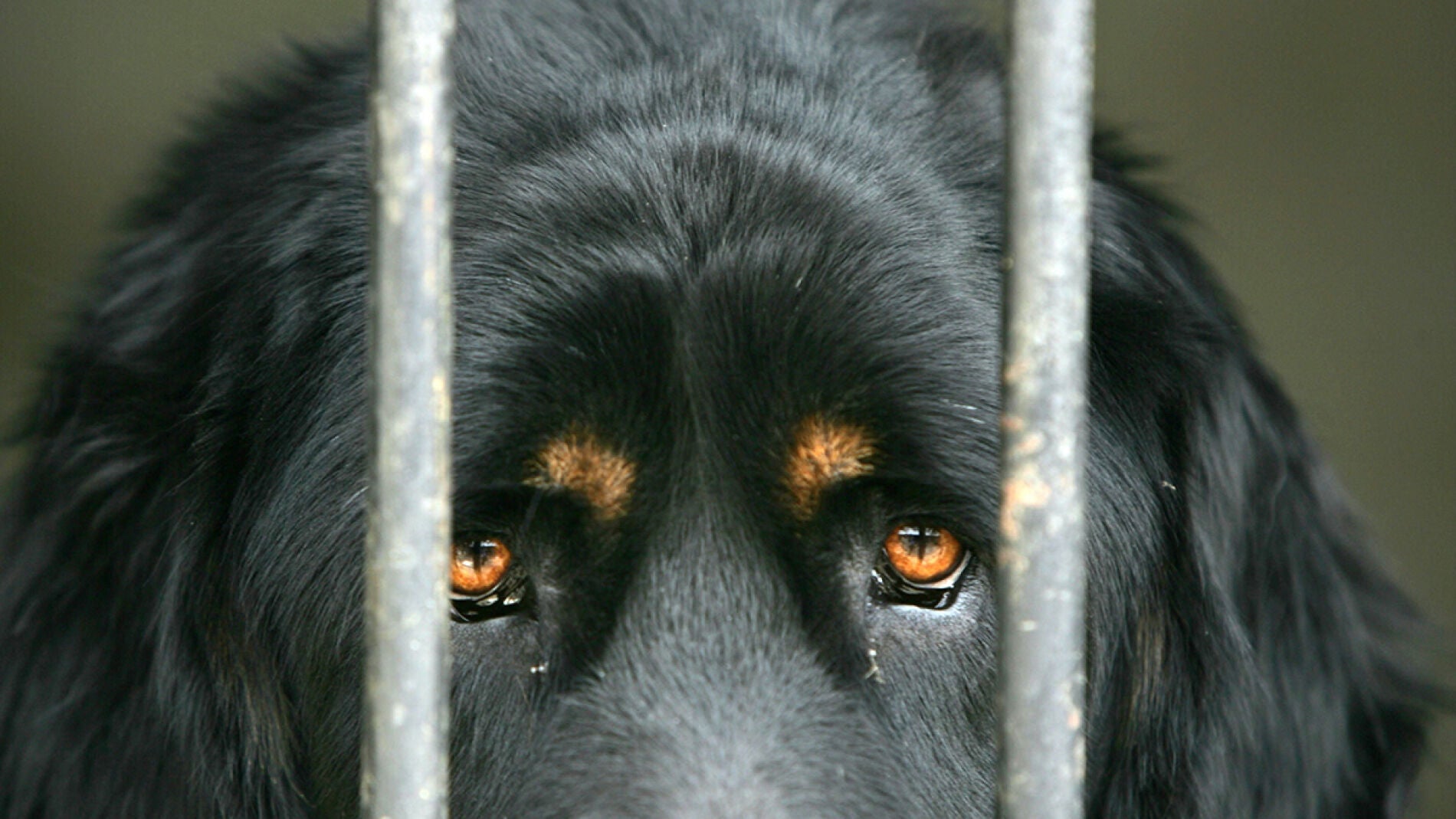Un perro detr&aacute;s de unos barrotes