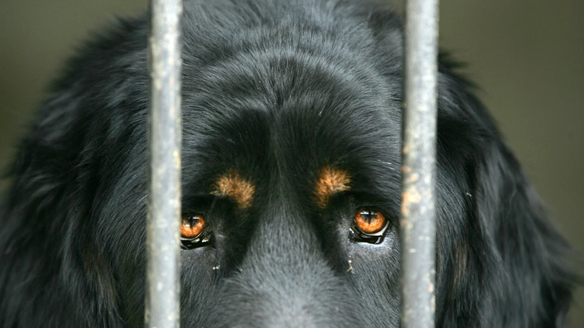 Un perro detrás de unos barrotes Un perro detrás de unos barrotes