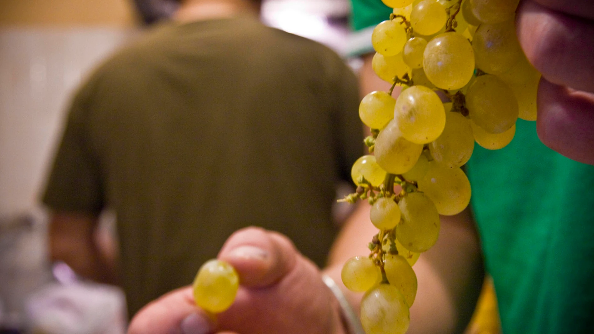 La tradición de tomar uvas en Nochevieja La tradición de tomar uvas en Nochevieja
