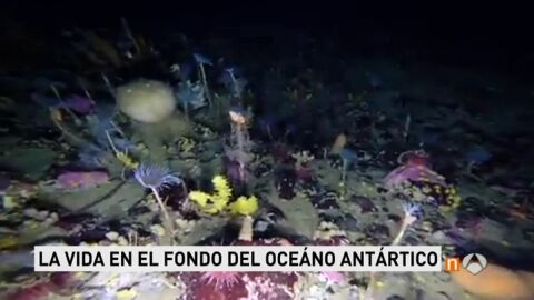 Vida en el fondo del Oc&eacute;ano Ant&aacute;rtico