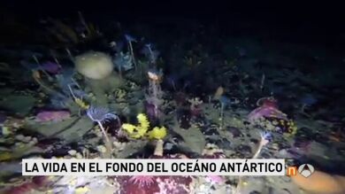 Un robot submarino revela imágenes de una Antártida llena de vida bajo toneladas de hielo