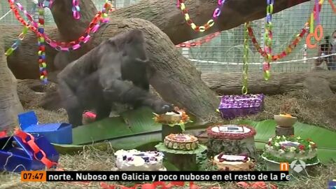 Frame 0.415555 de: gorila