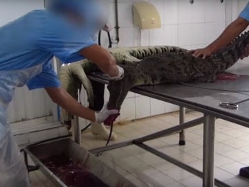 Dos trabajadores tratan de desollar a un cocodrilo
