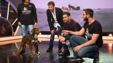 ¿Te gustaría adoptar a Dauro? 