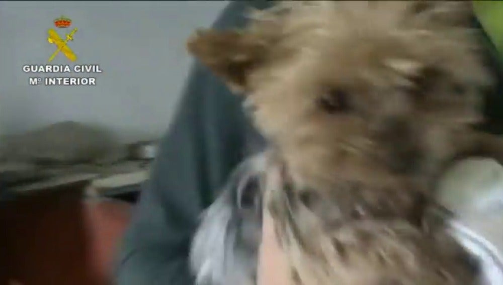 Frame 3.094251 de: Desmantelado un supuesto criadero ilegal de perros en Madrid