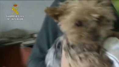 Desmantelado un supuesto criadero ilegal de perros en Madrid