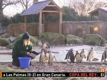 Frame 1.495555 de: En el Zoo de Londres comienza su conteo anual de animales Frame 1.495555 de: En el Zoo de Londres comienza su conteo anual de animales