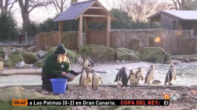 En el Zoo de Londres comienza su conteo anual de animales