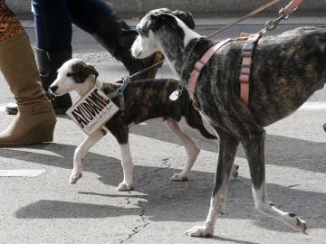 Varios perros caminan por Madrid - Imagen de archivo