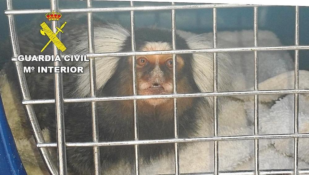 La Guardia Civil busca 42 monos tití por el riesgo de que tengan el VIH