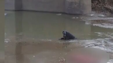 Un hombre salva la vida a un perro que quedó atrapado en un río helado en EEUU