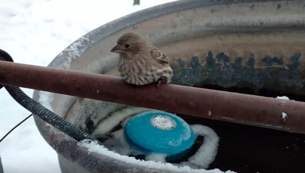 Rescate a un gorrión con las patas congeladas