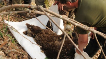 Momento en el que transportan a un oso pardo. Imagen de archivo.