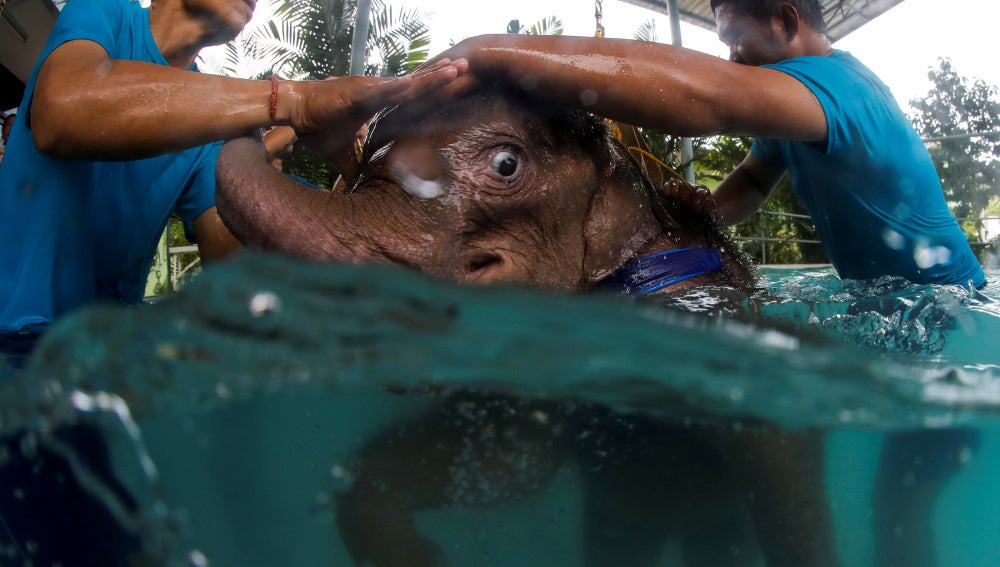 El elefante durante la rehabilitación