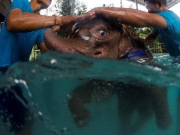 El elefante durante la rehabilitación