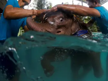 El elefante durante la rehabilitación El elefante durante la rehabilitación