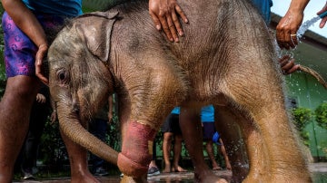 El elefante cayó en una trampa cuando tenía tres meses