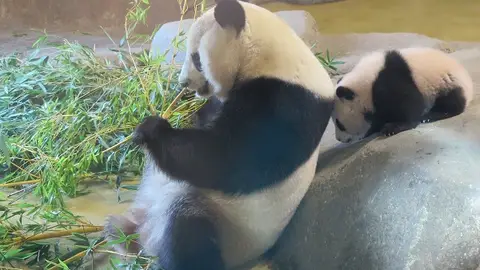 Chulina junto a su madre durante su presentación Chulina junto a su madre durante su presentación