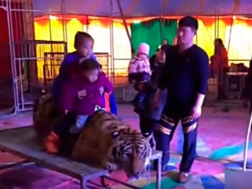 Un tigre, atado en China para que la gente se suba sobre él