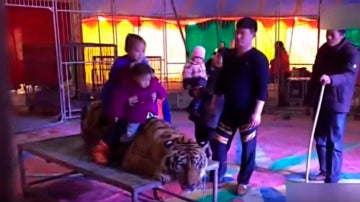 Un tigre, atado en China para que la gente se suba sobre él