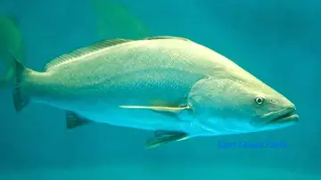 Pez totoaba Pez totoaba