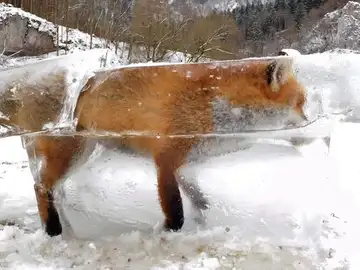 Un zorro congelado en un bloque de hielo Un zorro congelado en un bloque de hielo