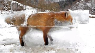 Un zorro congelado en un bloque de hielo
