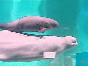 Frame 11.04 de: Nace la primera ballena beluga en cautividad en Europa, en el Oceanográfico de Valencia 