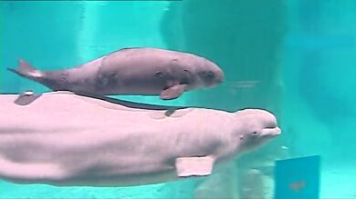Nace la primera ballena beluga en cautividad de Europa en el Oceanográfico de Valencia 
