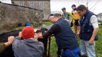 Ciclistas ayudan a un ternero a parir